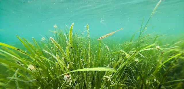 A healthy seagrass meadow with anemones, fish and other marine life