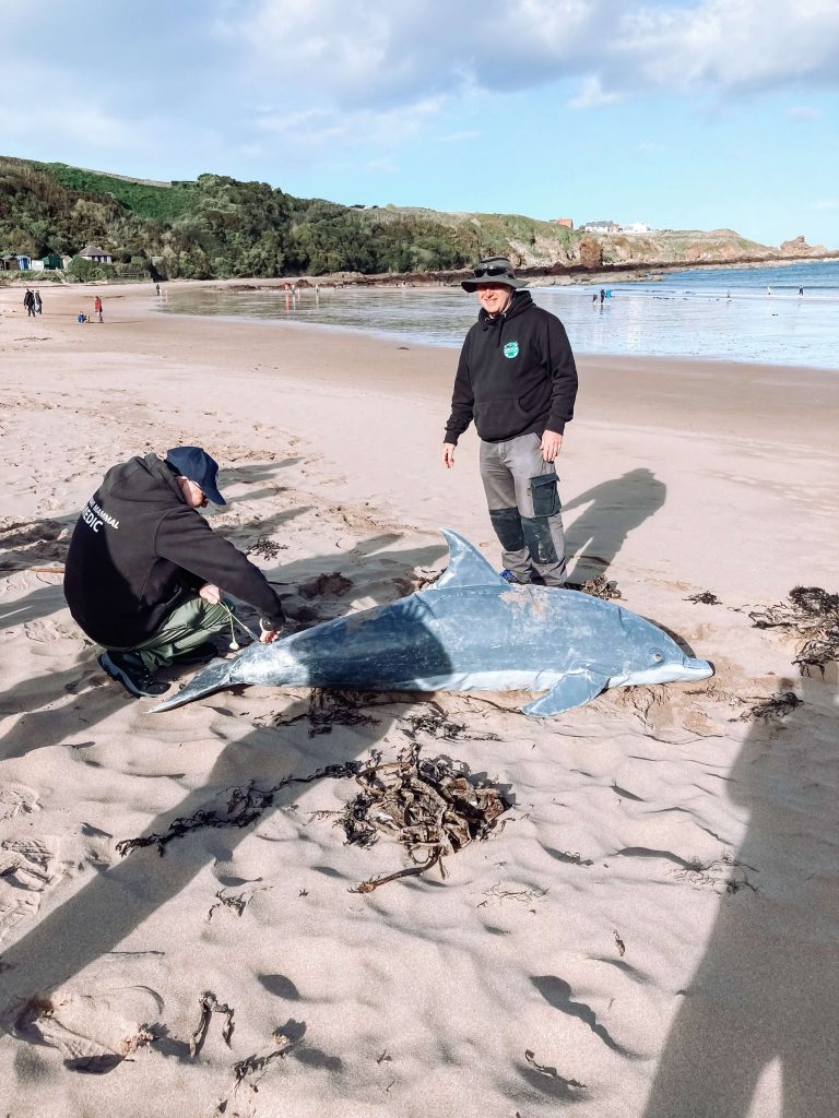 A model common dolphin on the beach, with two BDMLR volunteers next to it