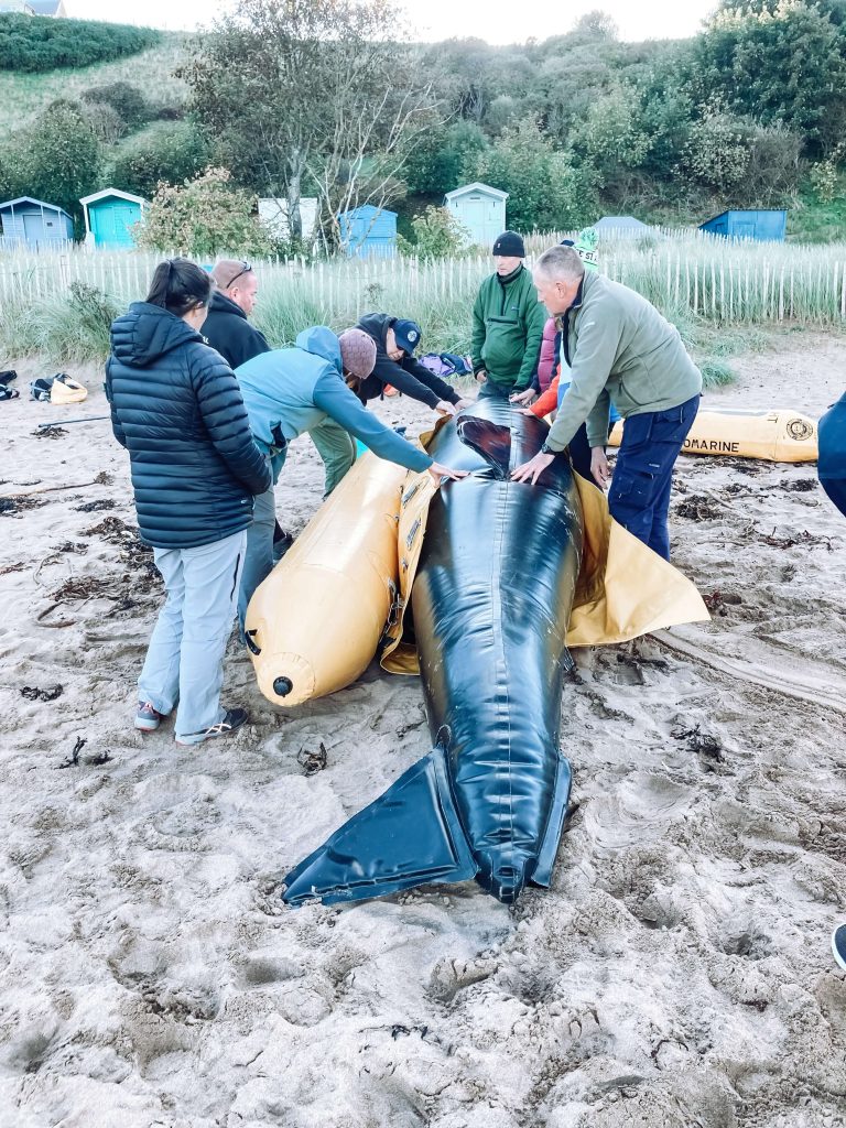 A group of volunteers surrounding a model pilot whale, which is having an inflatable pontoon fixed around it