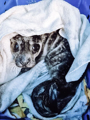 A seal pup with adorable big eyes wrapped in a towel on his way to the rescue centre