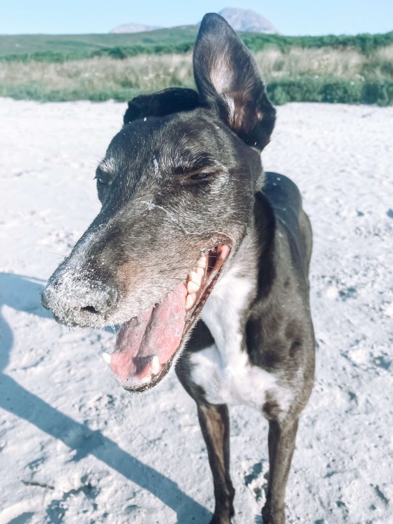 A black greyhound looking happy on the beach with sand on his nose